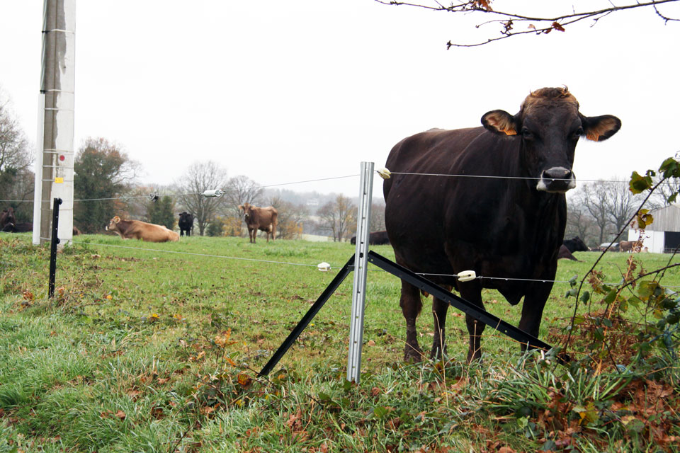 cloture electrique vache