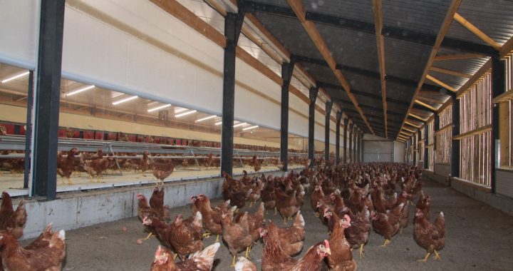 brise-vent poules pondeuses
