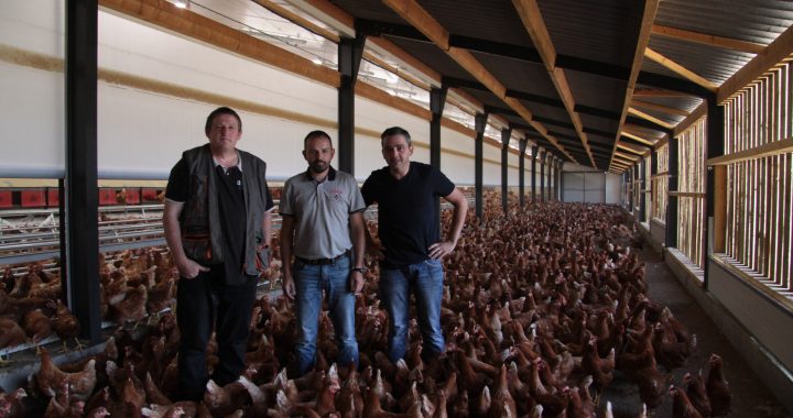 brise-vent poules pondeuses