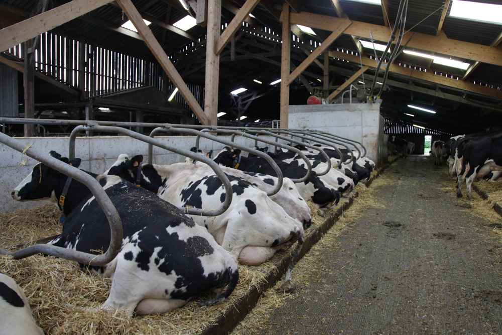 Les vaches laitières sur tapis individuels robustes pour plus de confort