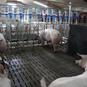 bâtiments porc : Les cases sont munies de bas-flancs Gevispace 