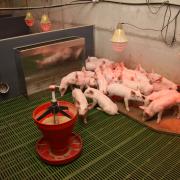 bâtiments porc : En nurserie, l’installation de 2 abreuvoirs, maternité et PS, facilite la transition.
