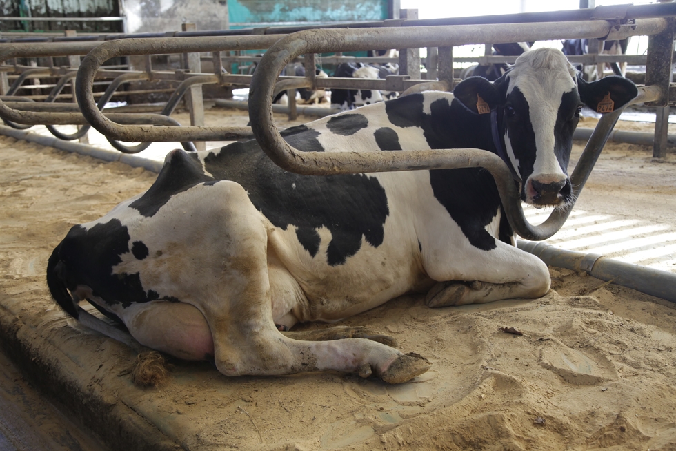 La dolomie du Poitou est un sable doux doté d’une grande capacité d’absorption de l’humidité, ce qui en fait une litière très agréable pour la vache.
