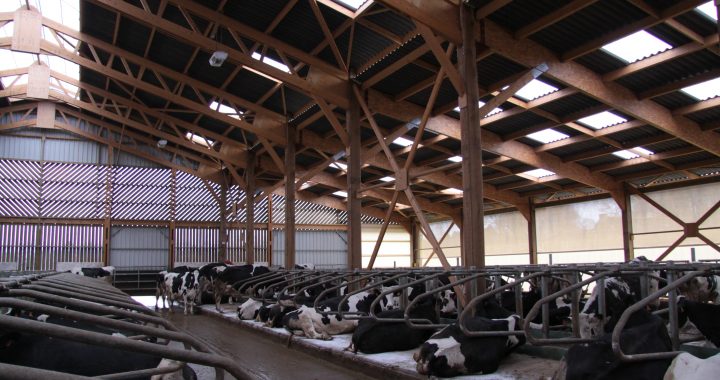 air frais entre par les filets brise-vent Pour garantir le bien être de leur bêtes, ils ont équipé leur bâtiment de filets brise-vent.
