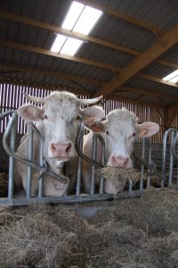atelier bovin viande