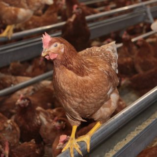 Illustration Aviculture